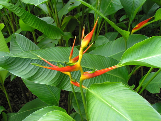 Cuba-Botanical - 10