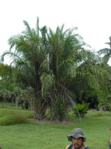 Cuba-Botanical - 4