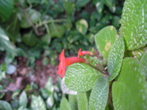 Cuba-Botanical - 7