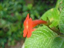 Cuba-Botanical - 8