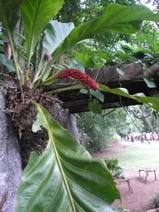 Cuba-Botanical - 9