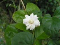 Cuba-Botanical - 28
