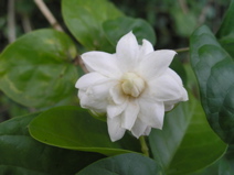 Cuba-Botanical - 29