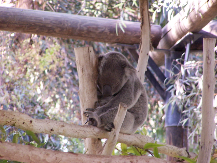 KangarooKibbutz - 51