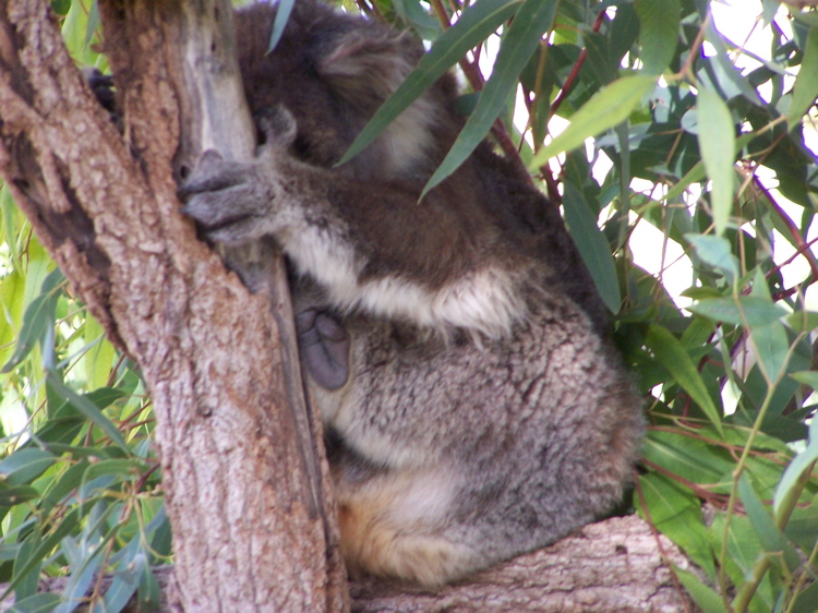 KangarooKibbutz - 52