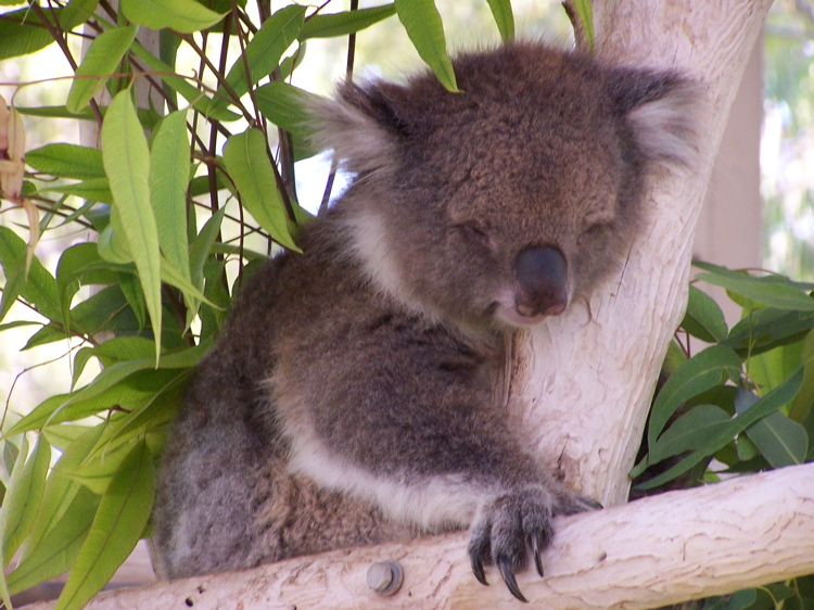 KangarooKibbutz - 53