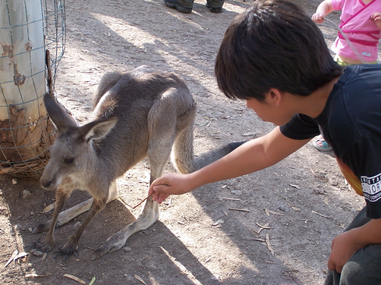 KangarooKibbutz - 56