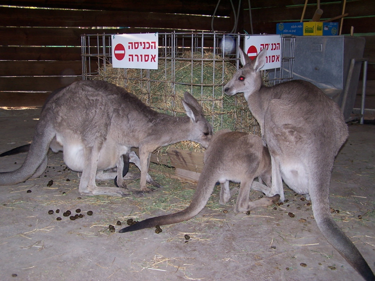 KangarooKibbutz - 68