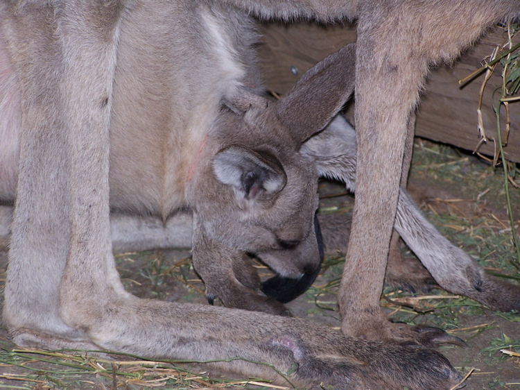 KangarooKibbutz - 71